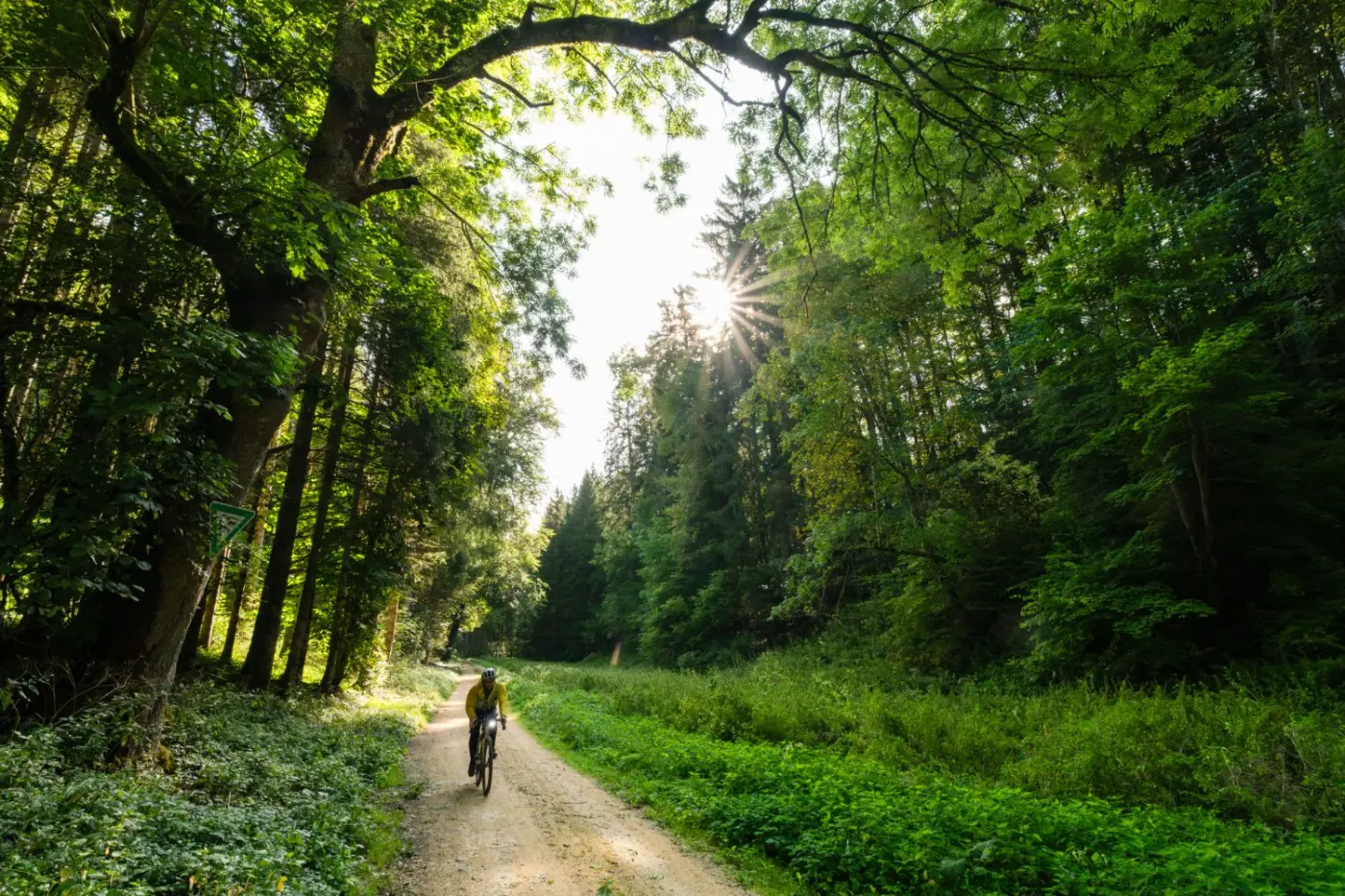 Gravel-Ride durch sonnendurchfluteten Wald
